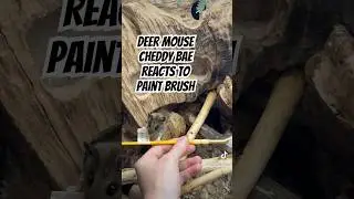 Deer Mouse Cheddy Bae Reacts to Paint Brush