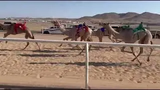 الشوط الرابع والعشرون قعدان حقايق | المطية: راهي | المالك: عيد خضر الضيوفي العطوي | التوقيت: 3:03
