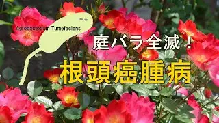 Garden｜庭バラ全滅！バラの根頭がん腫病発覚！ ｜ I found Crown Gall in my Roses