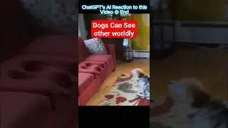 Ghostly Presence: Dog Senses Spirit Sitting on Couch