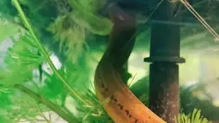 🪱🐍🐉🐲, U Won't Believe Rare Sighting: Monopterus albus Takes Charge!
