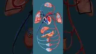 Funcionamento Card&iacute;aco | Anatomia Veterin&aacute;ria