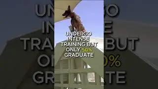 K9 FACTS: Only Half Make It Through Military Dog Training!