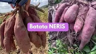 NOVA QUALIDADE DE BATATA DOCE 🍠 BATATA NERIS 🍠