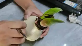 Tissue Culture Hippeastrum朱顶红快繁：想快速繁殖朱顶红又舍不得切球怎么办？那就这样吧！
