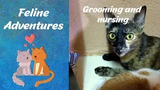 Feline Adventures - Mummy cat grooming and nursing her kittens