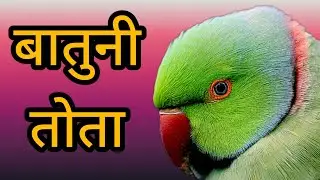 बातुनी तोता 😍 || batuni tota talking parrot
