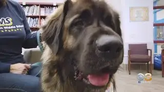 Lumberton Township Middle School Celebrates Beloved Therapy Dog's Birthday