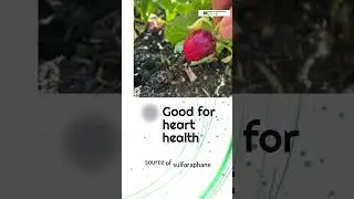 Radish Health Benefits