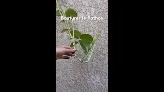 BOUTURER le POTHOS ou LIERRE du DIABLE🌿FACILE !