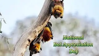 April 17 - National Bat Appreciation Day | Animal | Flying Mammals