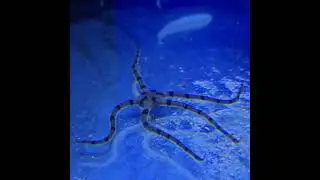 Ophiolepis superba Schlangenseestern  #reeflife