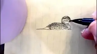 Coffee Doodle: Heron Point water hazard.Ruddy on lost ball patrol. Be nice to each other.