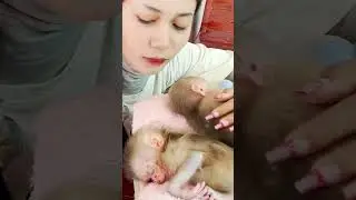 #SadMonkey #BabyMonkeyAlone #Heartbreaking #AnimalTears #YouTubeShorts