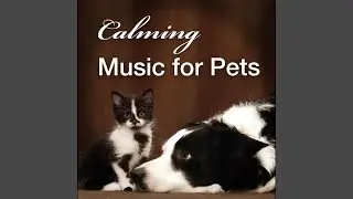 Beloved Feline Companion: Soothing Piano Melodies, Coastal Waves to Comfort Housecats