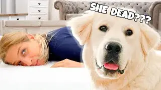 Faking My Death In Front Of My Dog! Funny Dog Reacts
