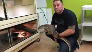 ON VOUS PRESENTE NOS VARANS (Varanus panoptes horni)