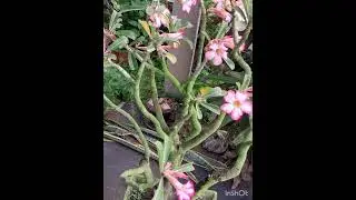 #alloverindiadelivery #plants #indoorplantplantnursery #nature #highlights # 1millionsviews