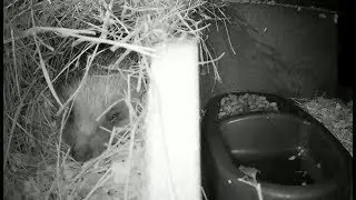 Hedgehogs Live - Norwich UK - 2026-01-14