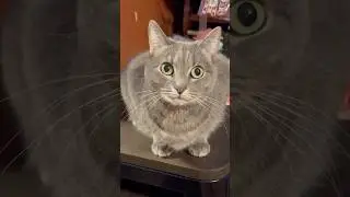 Super Cute Cat Antics Compilation 😺 Funny, Adorable & Heartwarming Cat Clips #catsofyoutube
