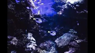 Wonderful Deep Sleep Music, Relaxing Meditation Musiс, Calming Music, Relaxing Sleep Music