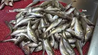 Beklenen Gürcistan hamsisi gelmeyince tezgahlar buzhane hamsisine kaldı.