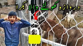 Humara Lock Master  Bakra 🔒 😱