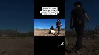 Horse laying down on command with gunfire