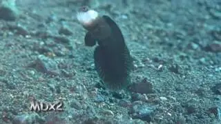 Pygmy Jawfish Opistognathus sp. 4 at Bali, Indonesia