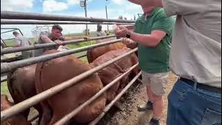 Cattle Injection s#h2a