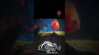 #discus #aquarium with a GIANT #rummynosetetra #tetra #cichlid #quarantine