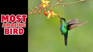 15 amazing birds known for their unique ability | Original Facts