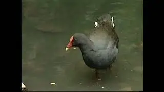 Камышница темная &ndash; Gallinula tenebrosa &ndash; Курочка водяна темна - Dusky moorhen
