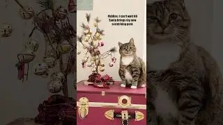 😼 Piddles Christmas 🎥: thepiddlesticks (IG/TT) / cryotechnik_ (TT) / clumsybenee (TT) #shorts