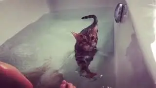 Kat in bad!