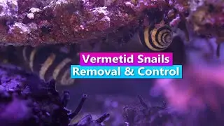 How to get rid of Vermetid Snails - Removal and Control