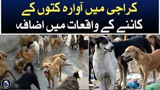 Stray dogs cases increase in Karachi  - Aaj News