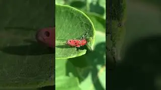 Eastern milkweed longhorn beetle