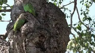 Brown Headed Parrots in their natural habitat