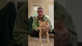 This cat is so dramatic.#cat#funny#fyp#pet#foryou