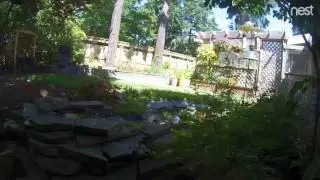 Squirrel tries hot pepper bird seed