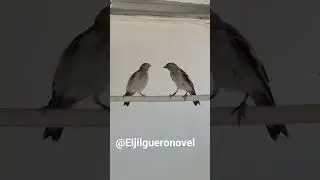 Jilgueros de mi voladera #birds #aves #jilgueromayor #silvestrismo #voladera #suelta