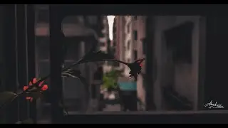 খোলা জানালা দখিনা বাতাস 🌪️ || সিঙ্গাপুর ডেইজি || বুনো ডেইজি