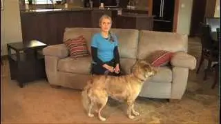 Teach Your Dog to Stay Off the Furniture