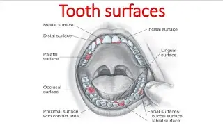 أساسيات طب الأسنان الجزء 3 |  Tooth surfaces