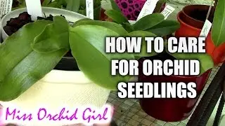 Orchid Care - How to care for Orchid Seedlings