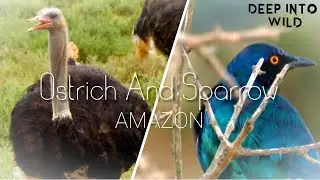 Ostrich And Sparrow | Stock Footage #8 | Deep Into Wild |