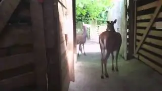 Quietly returning
