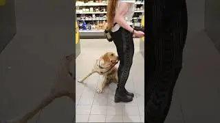 Floor and service dog #shorts