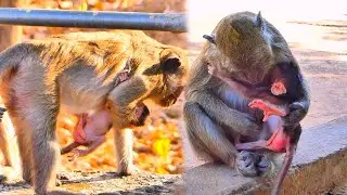 Caring Moment &mdash; Mama Monkey Gently Checks on Her Newborn with Love 🐒❤️